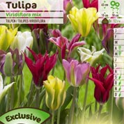 Tulipán Viridiflora en mezcla